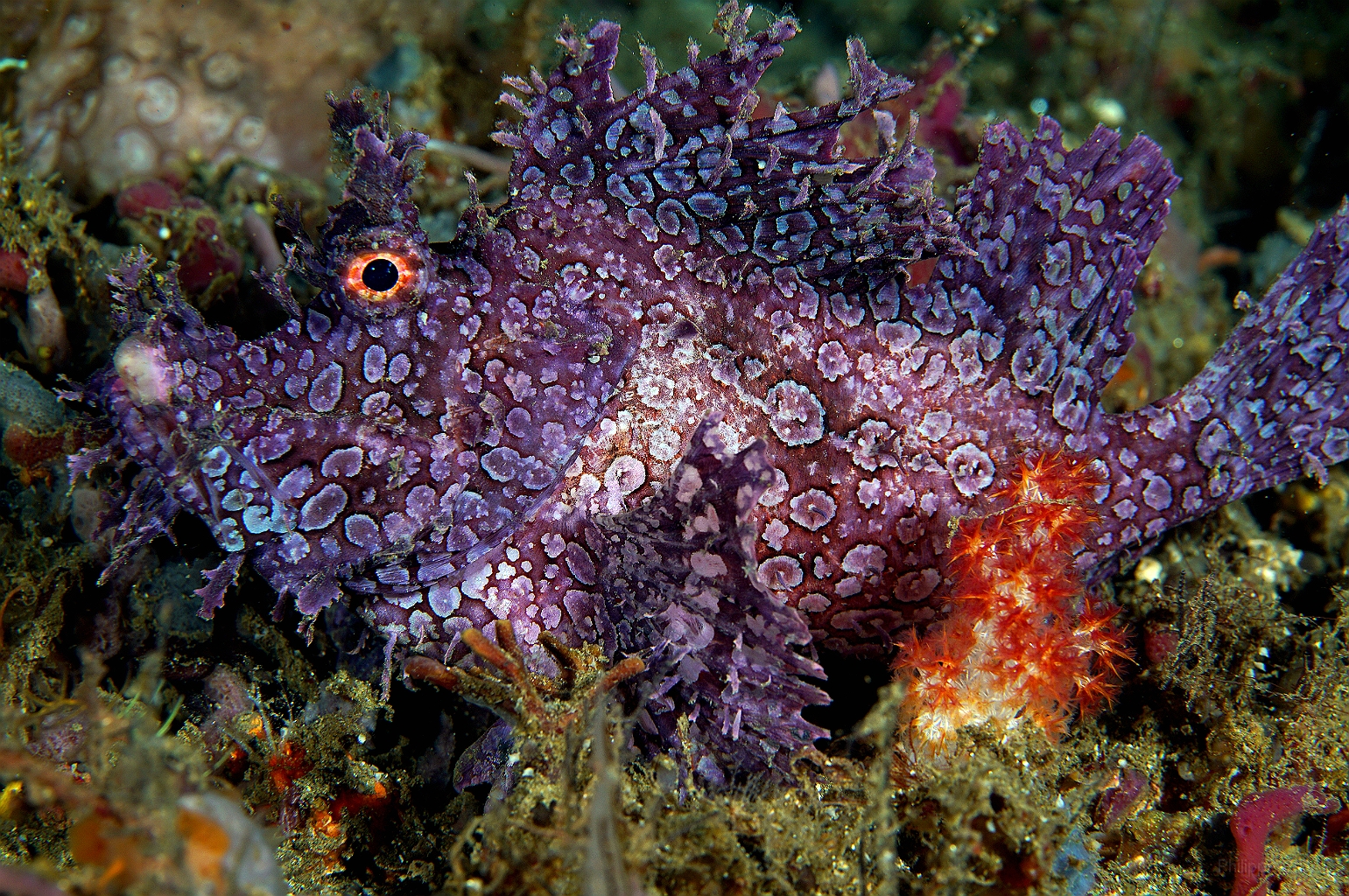 Banda Sea 2018 - DSC05604_rc - Weedy scorpionfish - poisson scorpion feuillu - Rhinopias frondosa.jpg